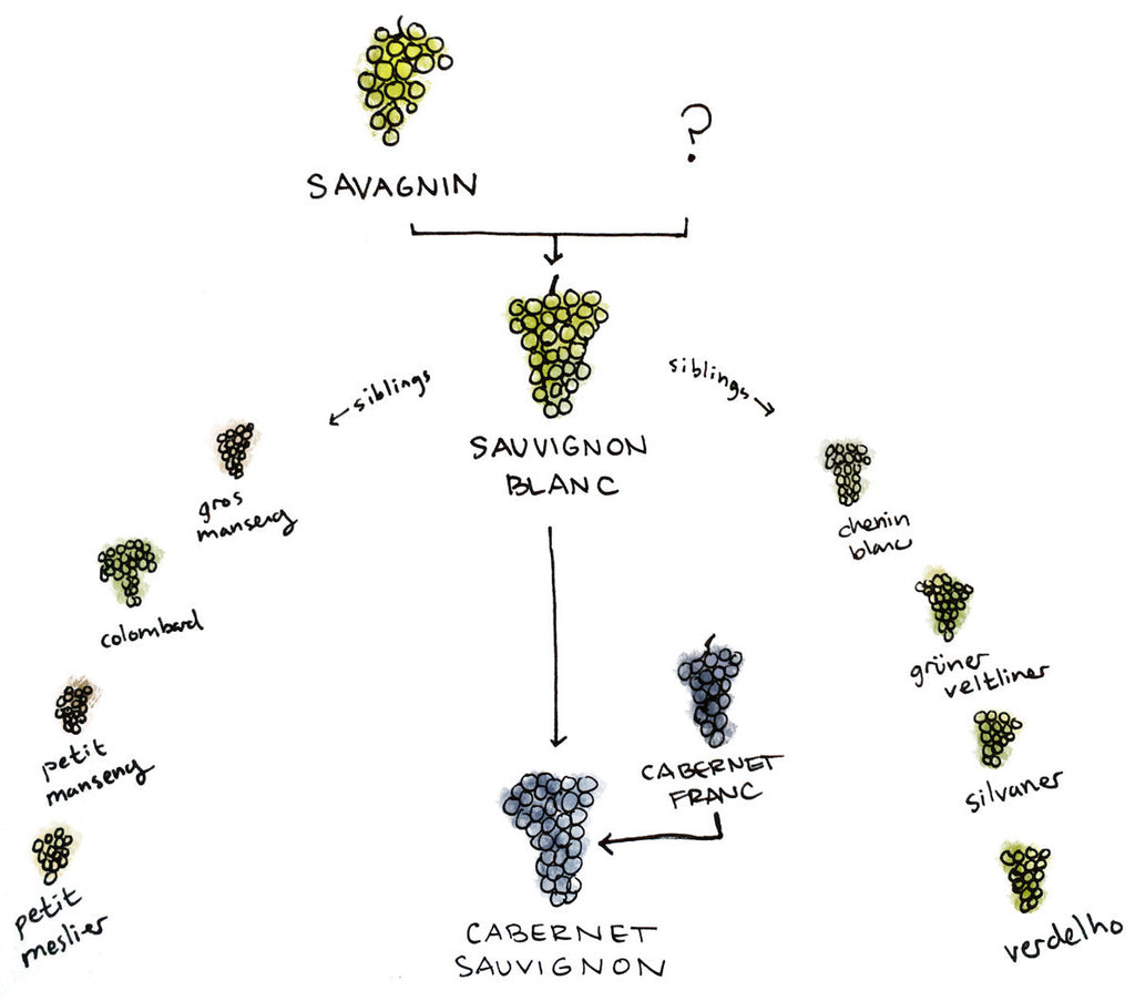 S is for Sauvignon Blanc